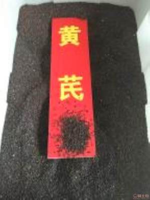 黃芪種植技術全解析 季節選擇、種子價格與畝產量指南